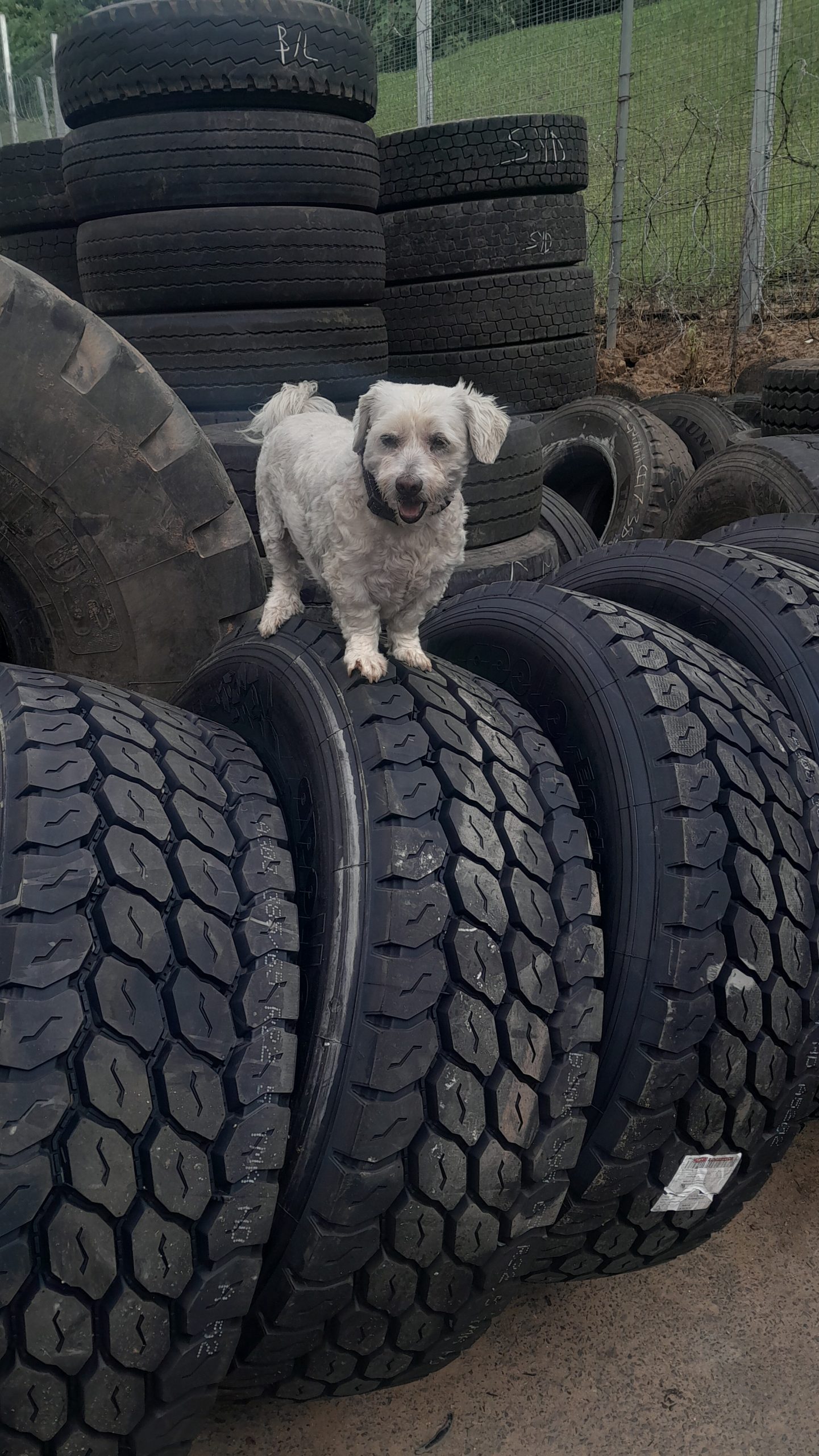 King of the hill 0 (0)