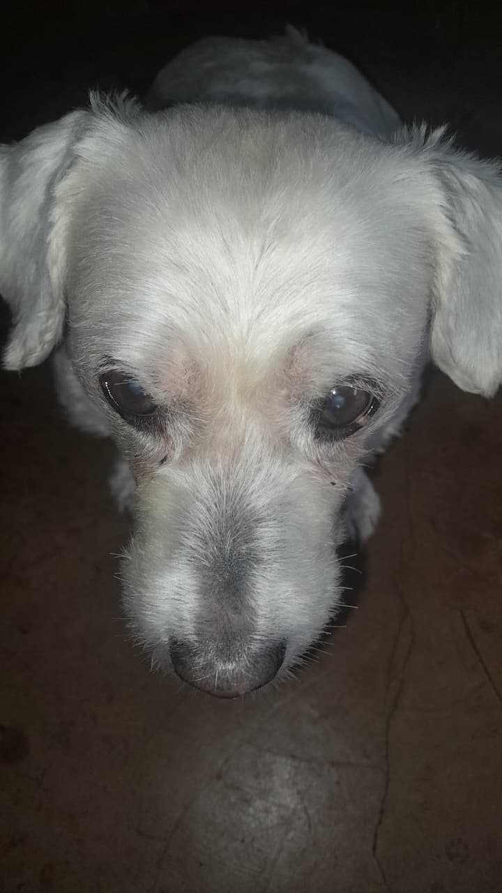 Less People, more Dogs 5 (1)