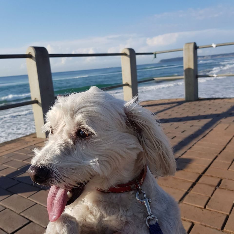 Jonty (K9) Knine