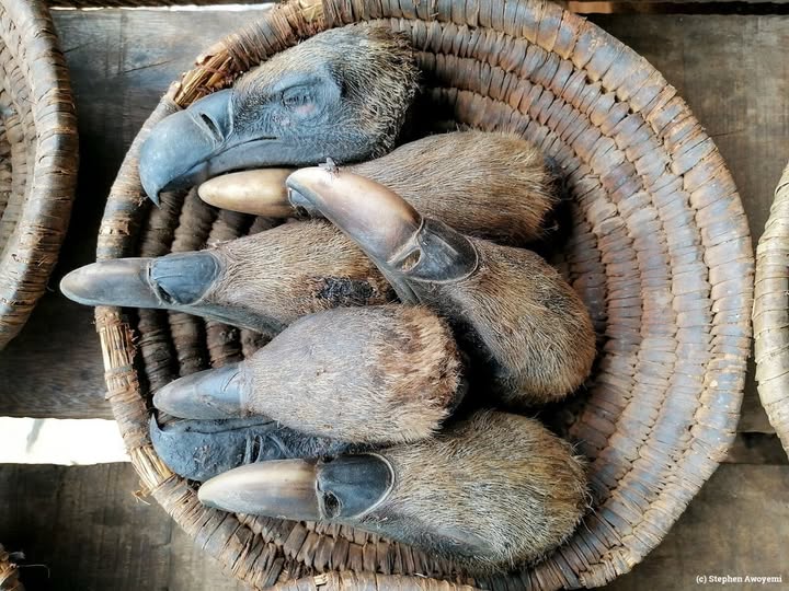 Growing demand for vulture heads threatens the birds’ survival in Africa 5 (1)