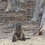 baboon troop in cape town
