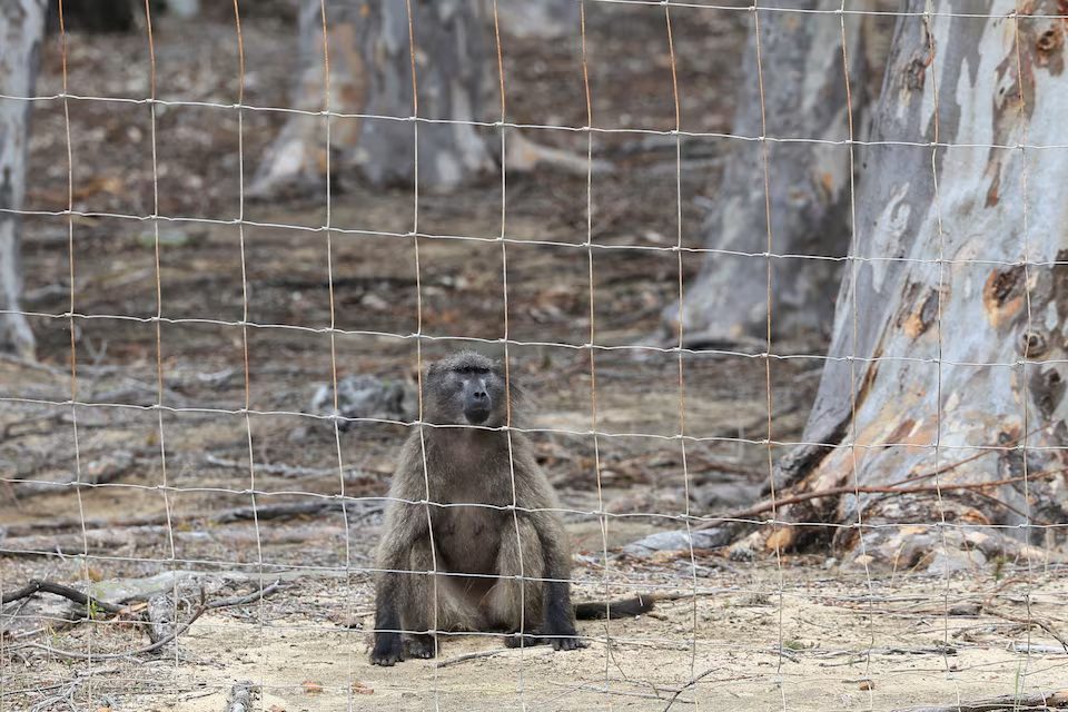 baboon troop in cape town